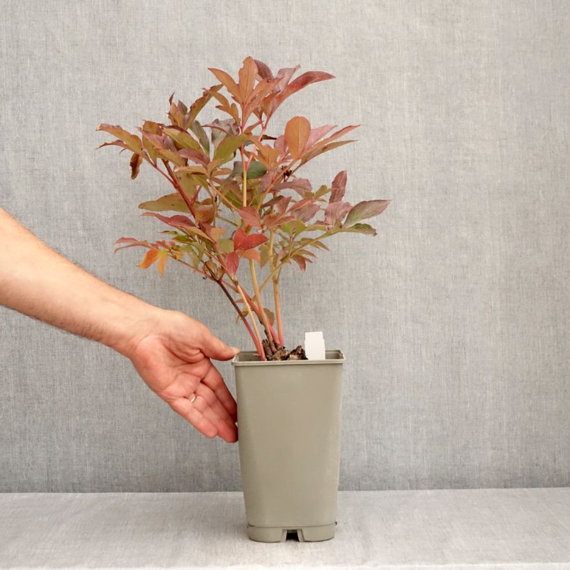 Esemplare di Peonia erbacea Konigin Wilhelmina Vaso da 3L/4L consegnato in estate