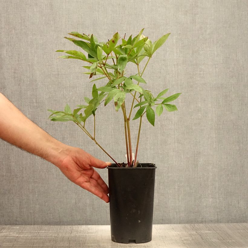 Peonia erbacea Sarah Bernhardt Vaso da 3L/4L esemplare consegnato in primavera