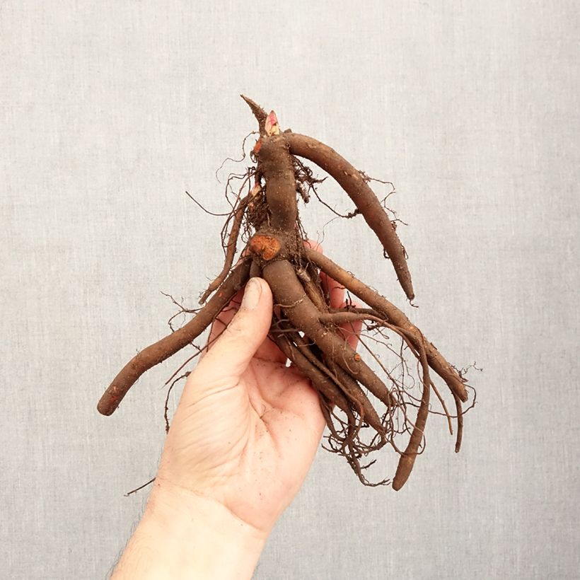 Peonia erbacea Sarah Bernhardt Cespo 3/5 occhi esemplare consegnato in inverno