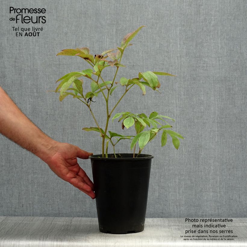 Esemplare di Peonia erbacea Sea Shell Vaso da 3L/4L consegnato in estate