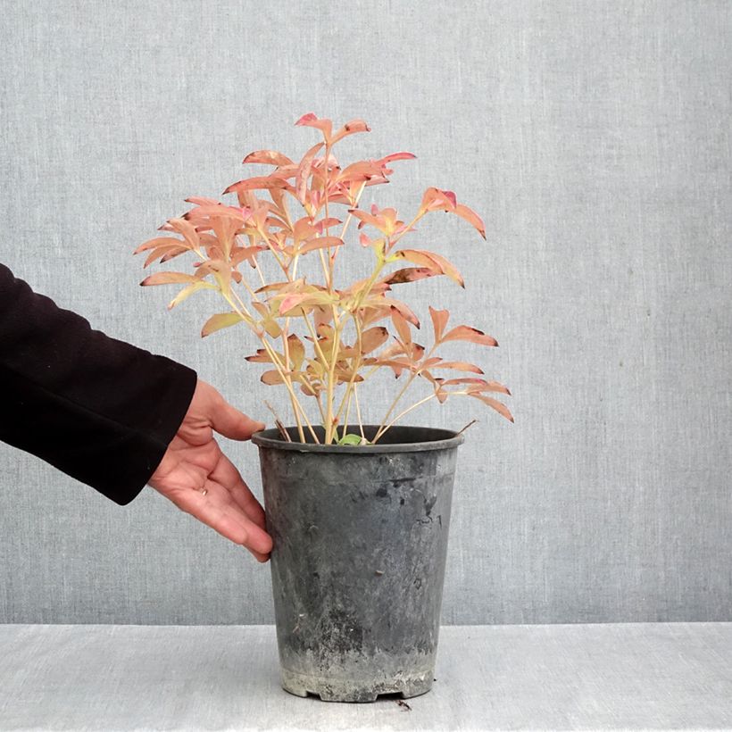 Esemplare di Peonia erbacea Sea Shell Vaso da 3L/4L come consegnato in autunno