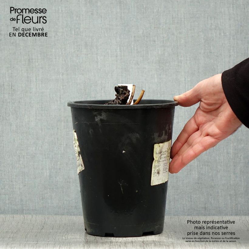 Peonia erbacea Sea Shell Vaso da 3L/4L esemplare consegnato in inverno