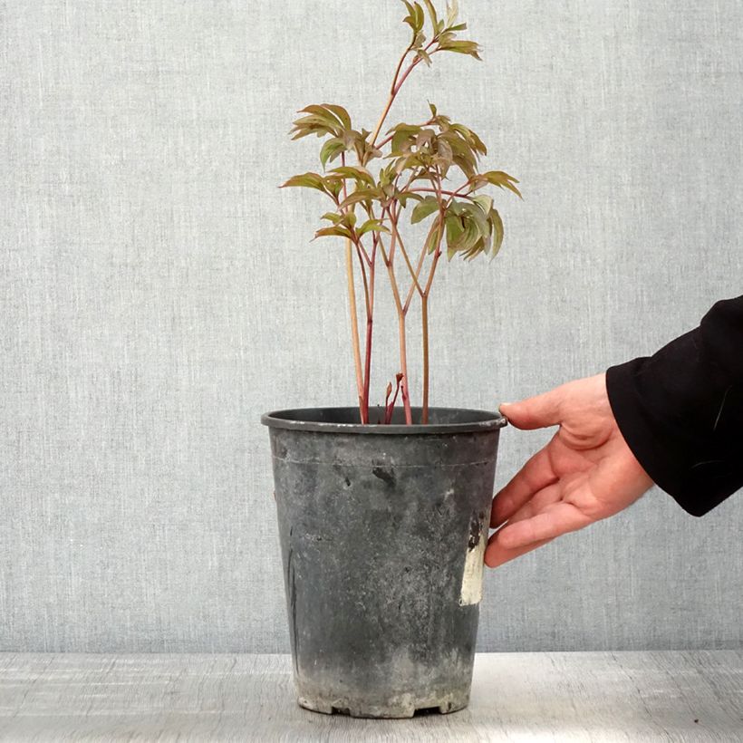 Peonia erbacea Sea Shell Vaso da 3L/4L esemplare consegnato in primavera