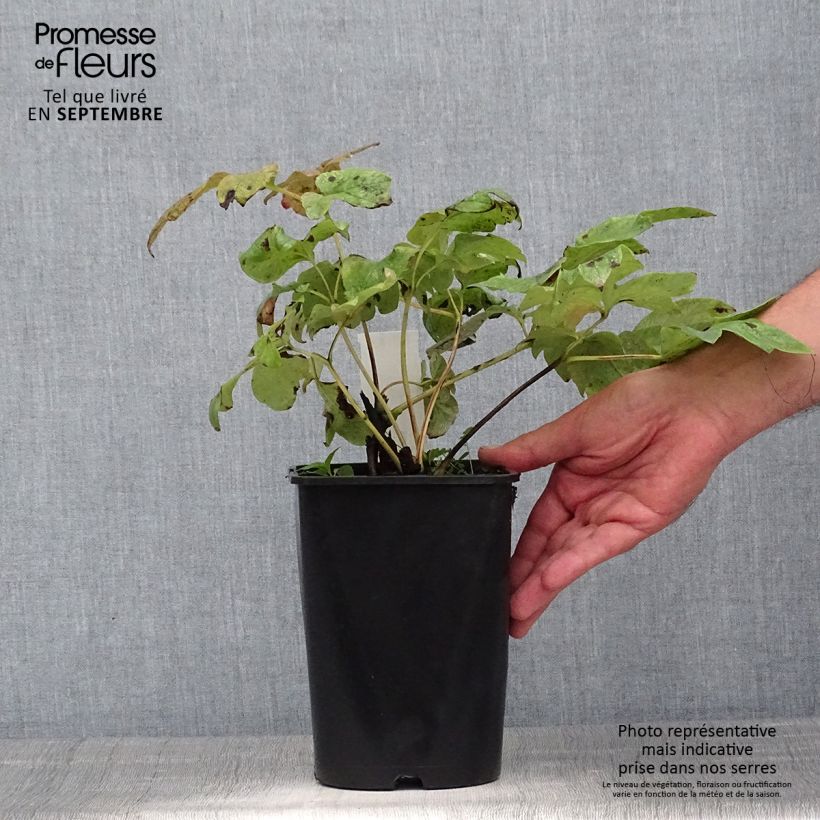 Esemplare di Peonia erbacea Temple Vaso da 3L/4L consegnato in estate