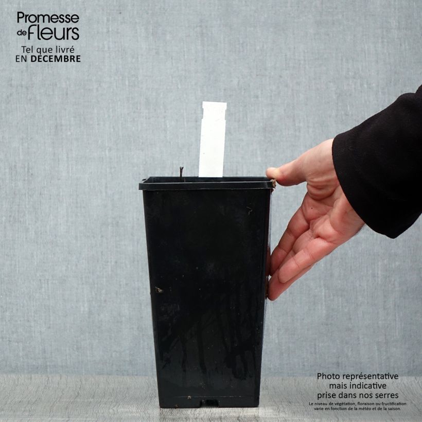 Peonia erbacea Temple Vaso da 3L/4L esemplare consegnato in inverno