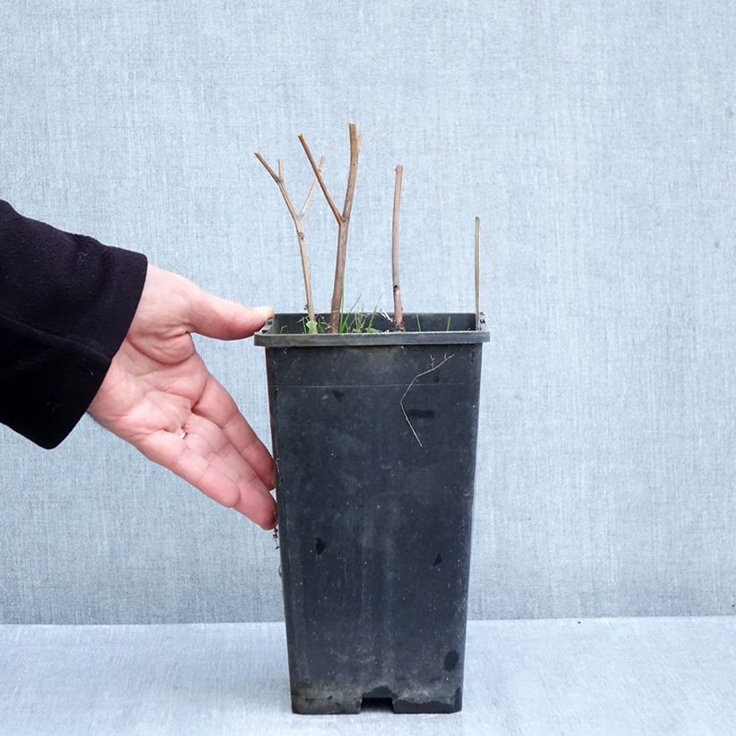 Esemplare di Peonia erbacea Solange Vaso da 3L/4L come consegnato in autunno
