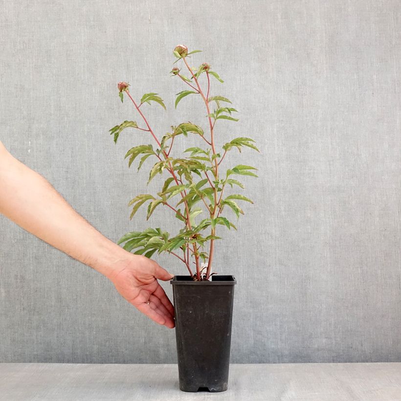 Peonia erbacea Solange Vaso da 3L/4L esemplare consegnato in primavera