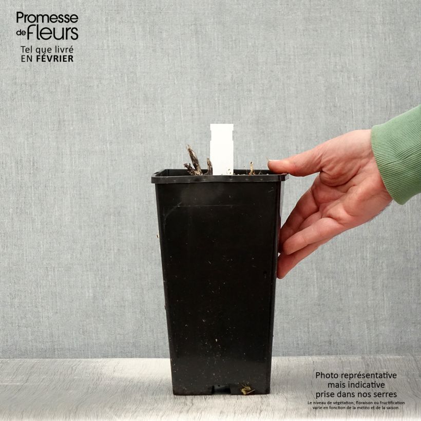 Peonia erbacea Sorbet Vaso da 3L/4L esemplare consegnato in inverno