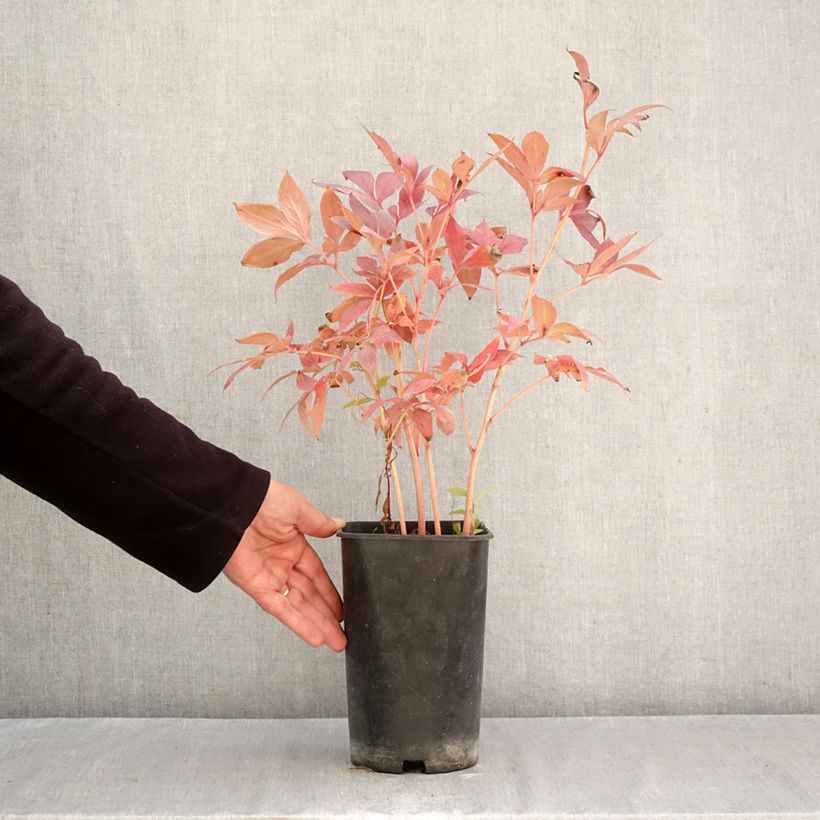 Esemplare di Peonia erbacea Think pink Vaso da 4L/5L come consegnato in autunno