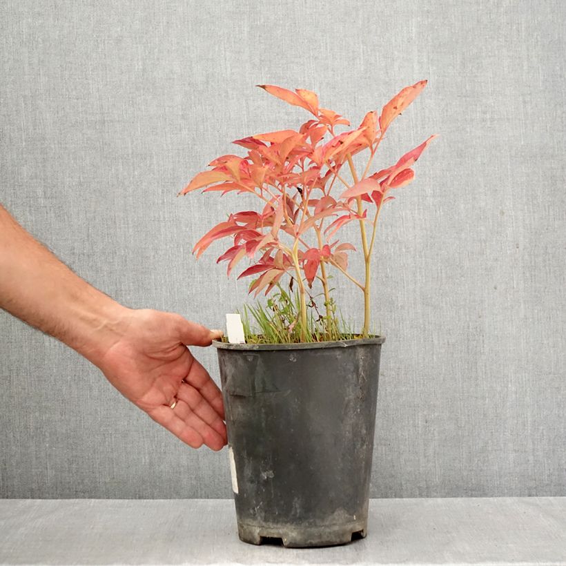 Esemplare di Peonia erbacea Top Brass Vaso da 3L/4L come consegnato in autunno