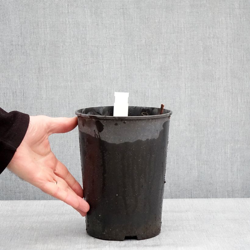 Peonia erbacea Top Brass Vaso da 3L/4L esemplare consegnato in inverno