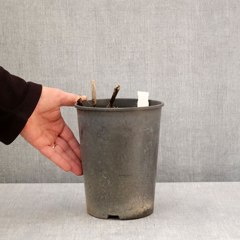 Peonia erbacea Top Brass Vaso da 3L/4L esemplare consegnato in primavera