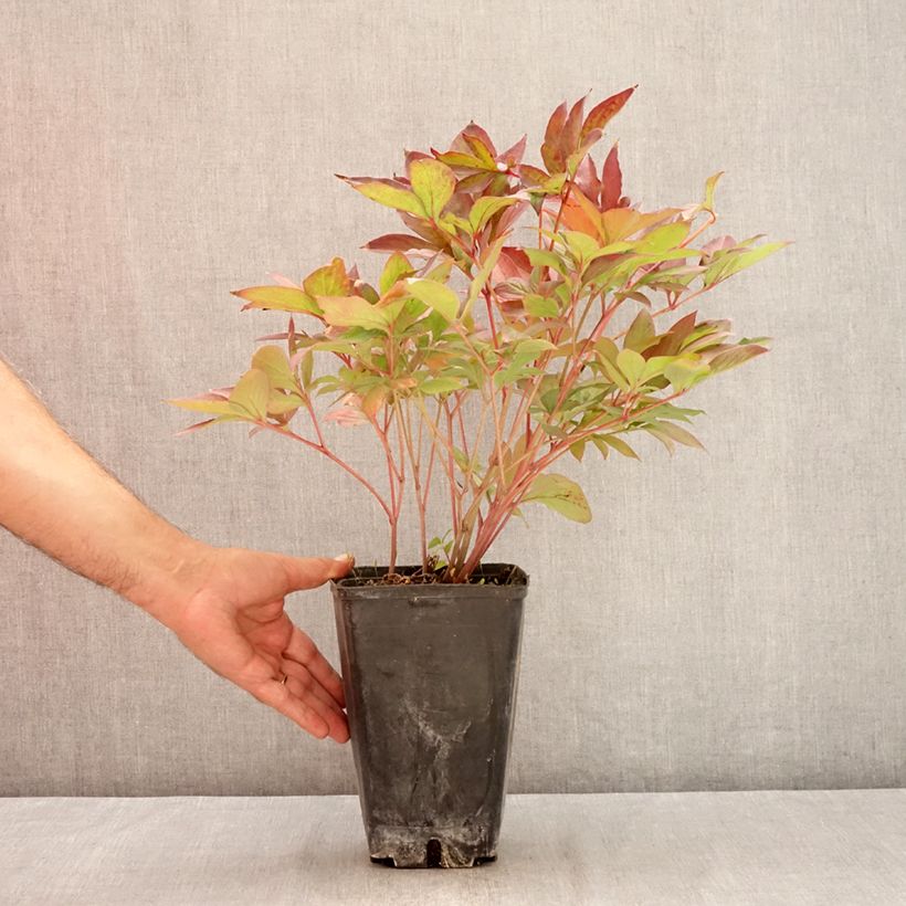 Esemplare di Peonia erbacea Victoire de la Marne Vaso da 3L/4L consegnato in estate