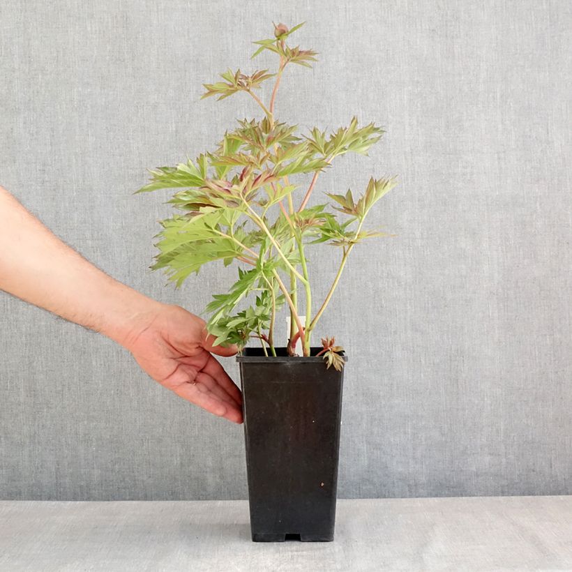 Peonia erbacea Victoire de la Marne Vaso da 3L/4L esemplare consegnato in primavera