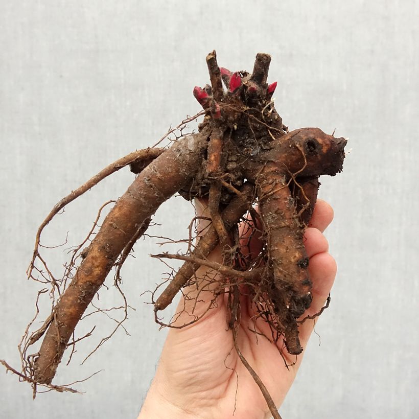 Peonia erbacea Victoire de la Marne Cespo 3/5 occhi esemplare consegnato in inverno