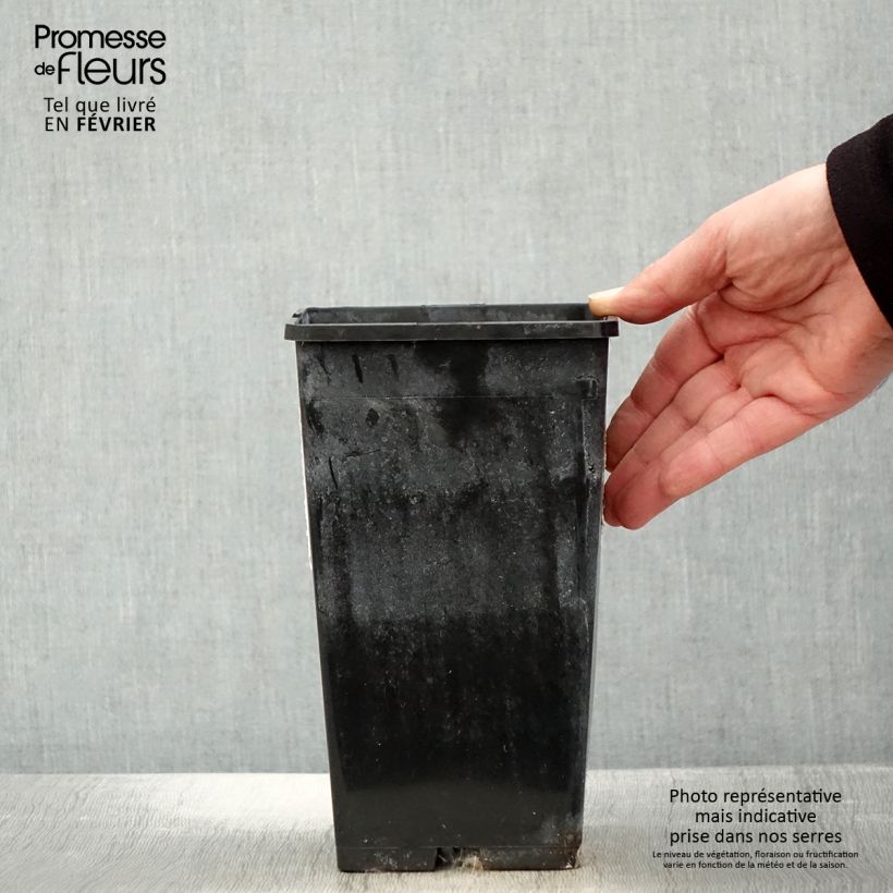 Peonia erbacea White Wings Vaso da 3L/4L esemplare consegnato in inverno