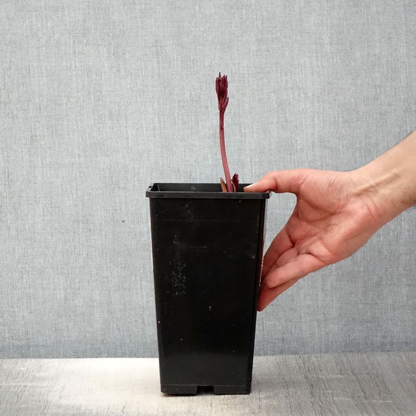 Peonia erbacea White Wings Vaso da 3L/4L esemplare consegnato in primavera