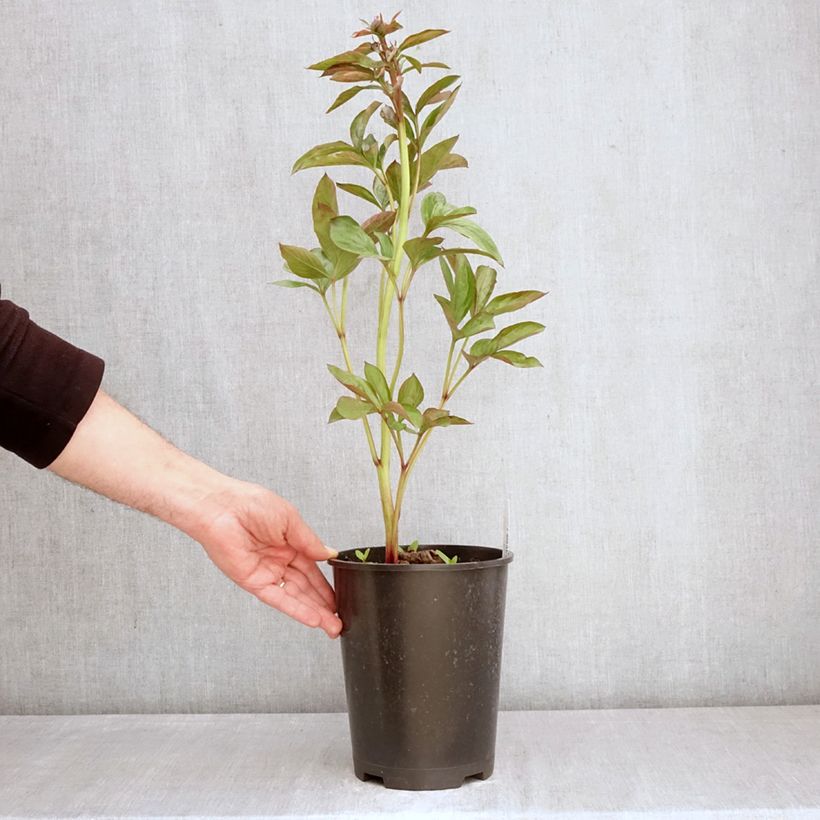 Peonia erbacea Patio Peony Madrid Vaso da 3L/4L esemplare consegnato in primavera