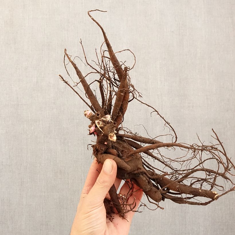 Peonia erbacea Patio Peony Moscow Cespo 3/5 occhi esemplare consegnato in inverno