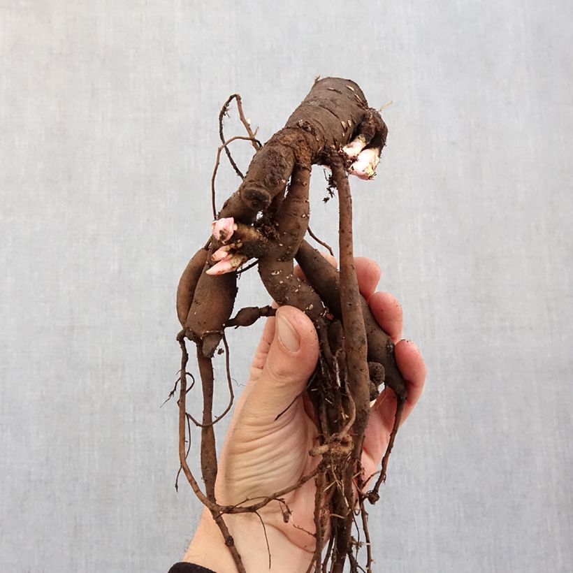 Peonia erbacea Patio Peony Oslo Cespo 3/5 occhi esemplare consegnato in inverno