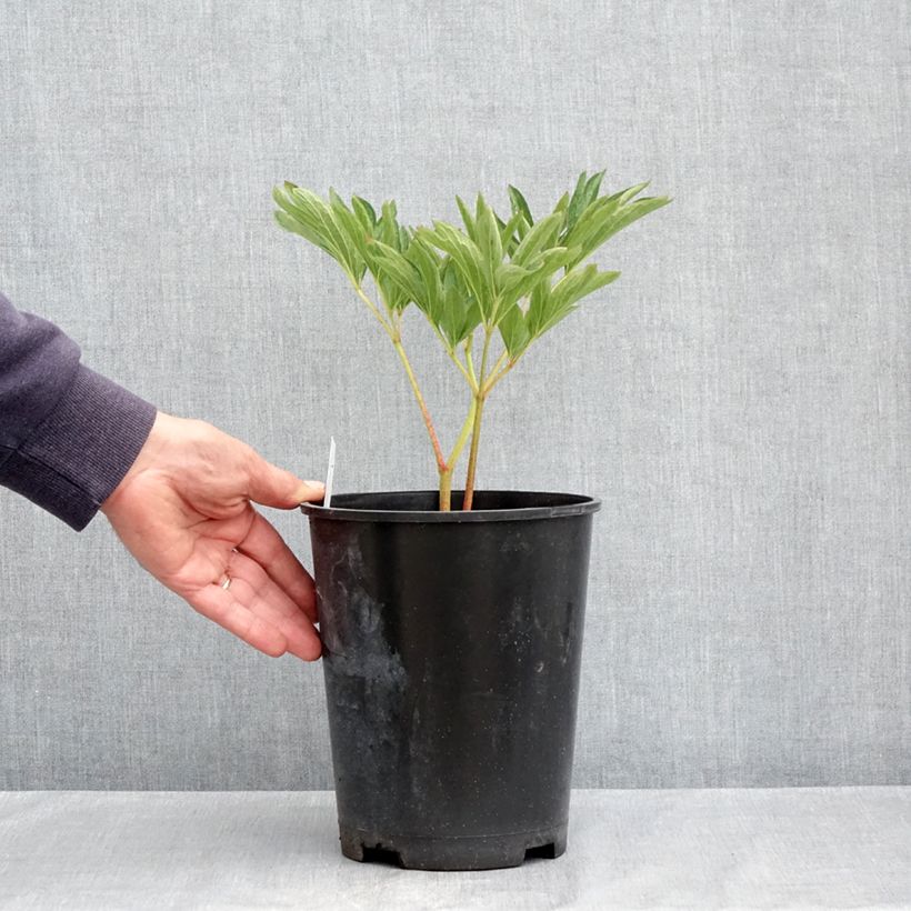 Paeonia officinalis Alba Plena Vaso da 3L/4L esemplare consegnato in primavera