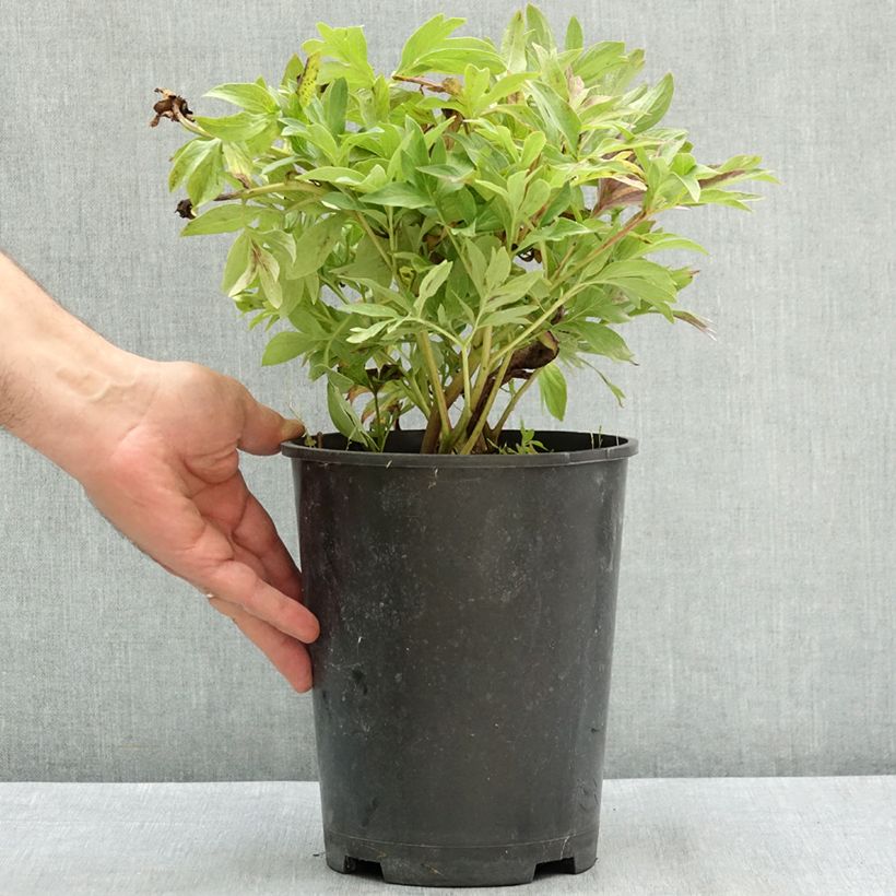 Esemplare di Paeonia officinalis Anemoniflora Vaso da 3L/4L consegnato in estate