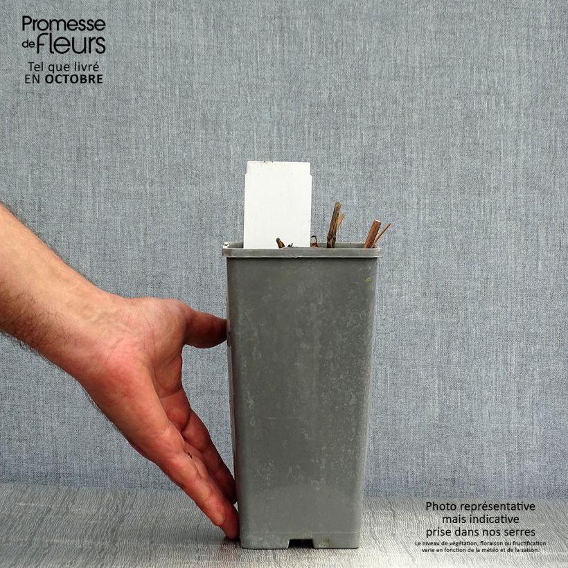 Esemplare di Paeonia officinalis Rosea Plena Vaso da Ø 12 cm / 13 cm come consegnato in autunno