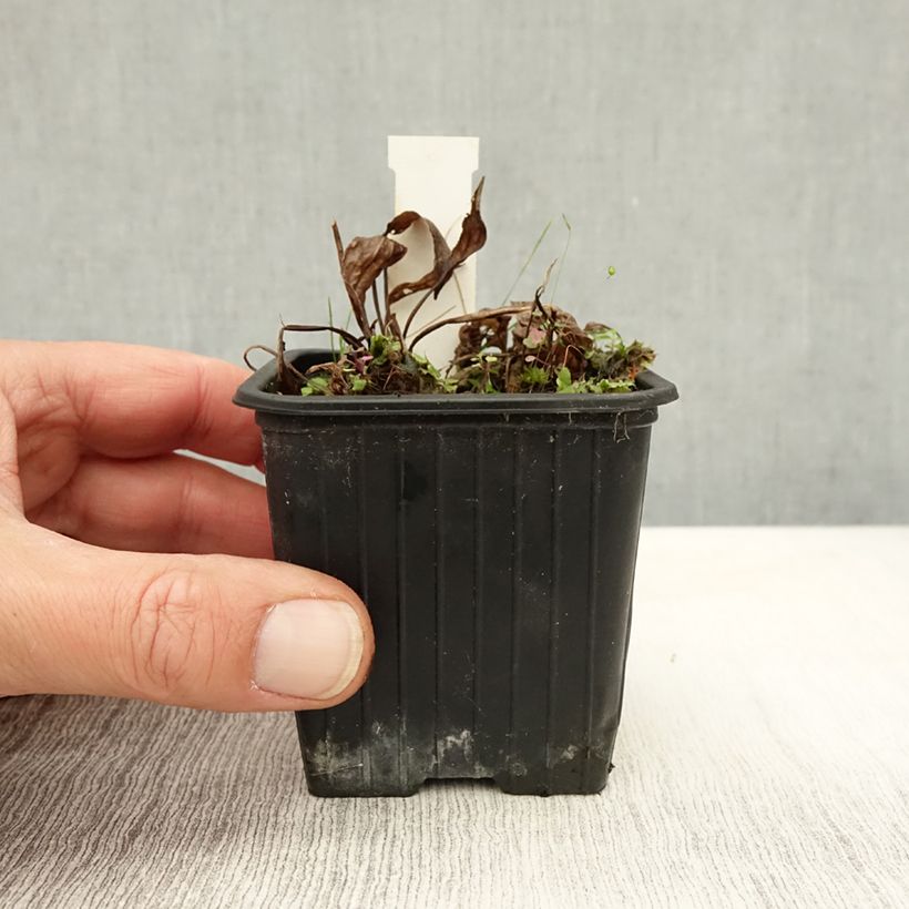 Esemplare di Alisma plantago-aquatica - Mestolaccia comune Vasetto da 8/9 cm come consegnato in autunno