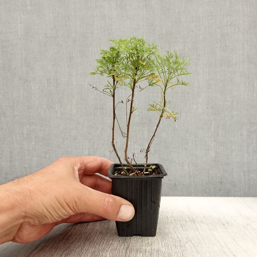 Esemplare di Artemisia abrotanum var. maritima Maritima - Abrotano Vasetto da 7/8 cm come consegnato in autunno