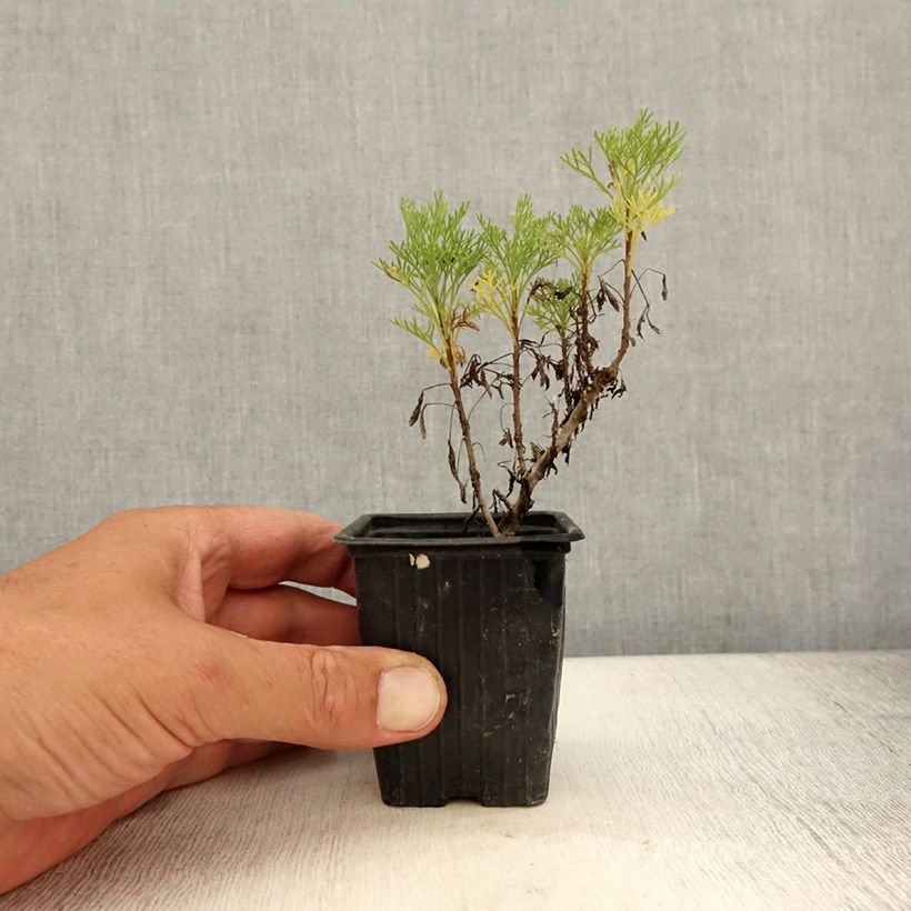 Esemplare di Artemisia abrotanum var. maritima Maritima - Abrotano Vasetto da 7/8 cm consegnato in estate
