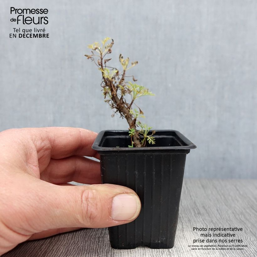 Artemisia abrotanum var. maritima Maritima - Abrotano Vasetto da 7/8 cm esemplare consegnato in inverno