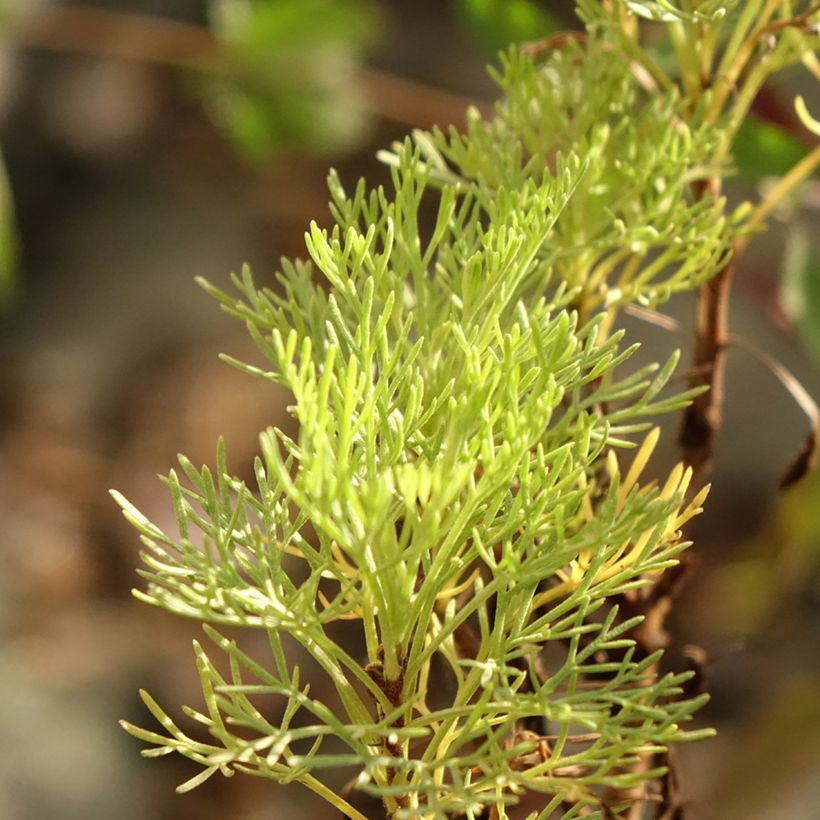 Artemisia abrotanum var. maritima Maritima - Abrotano (Fogliame)