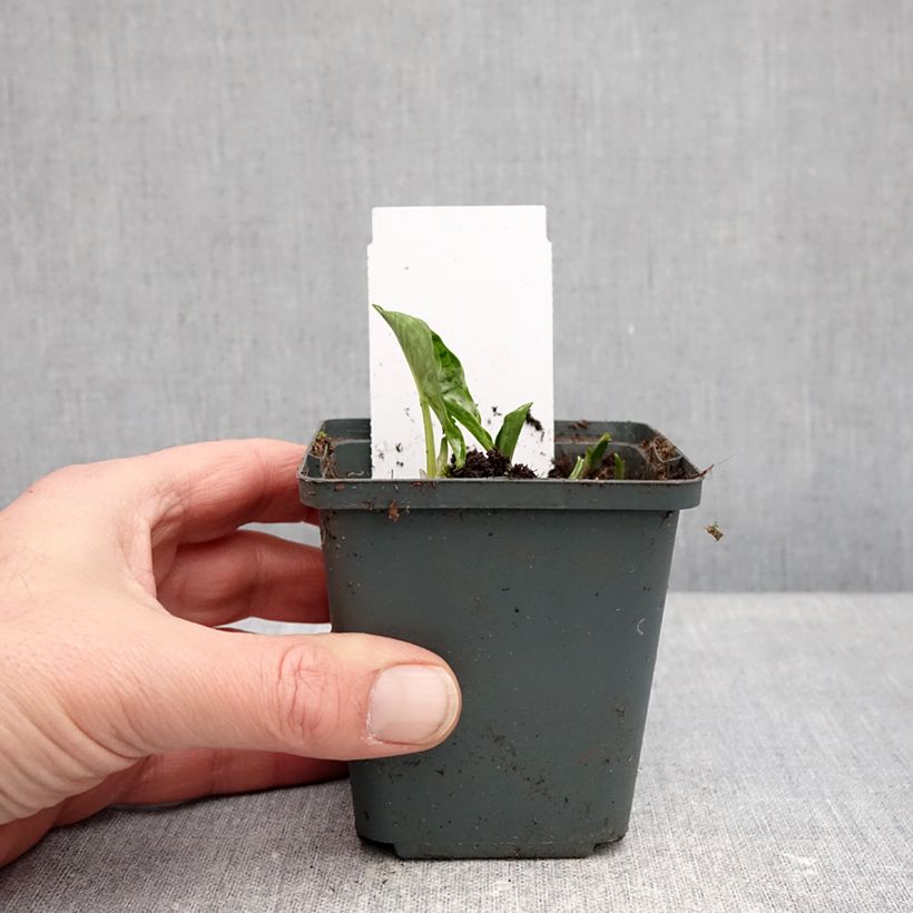 Arisarum proboscideum - Arisaro codato Vasetto da 8/9 cm esemplare consegnato in inverno