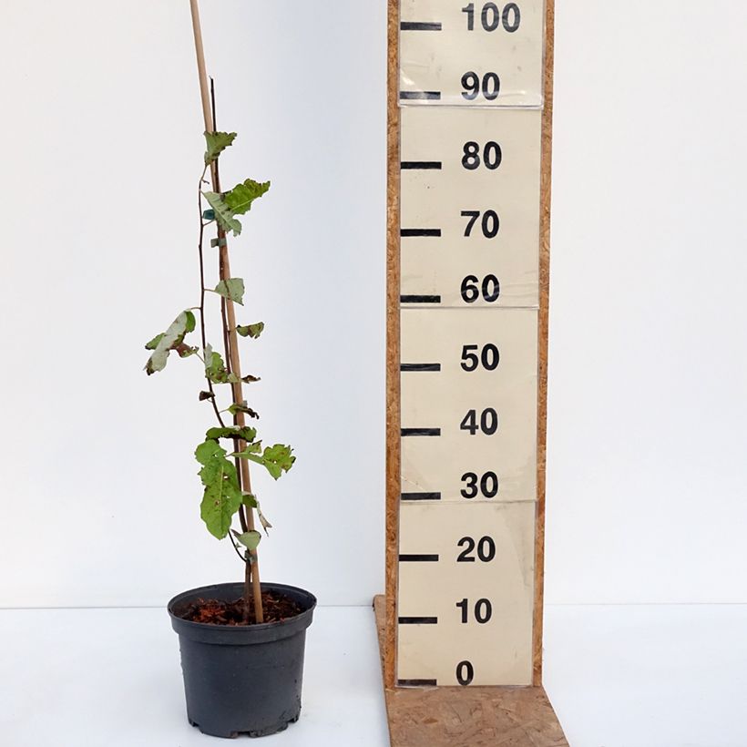 Esemplare di Diospyros virginiana - Cachi Vaso da 4L/5L come consegnato in autunno