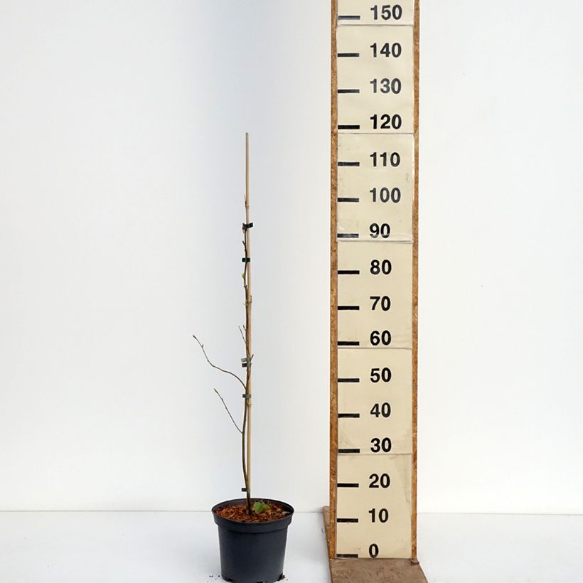 Diospyros virginiana - Cachi Vaso da 4L/5L esemplare consegnato in primavera