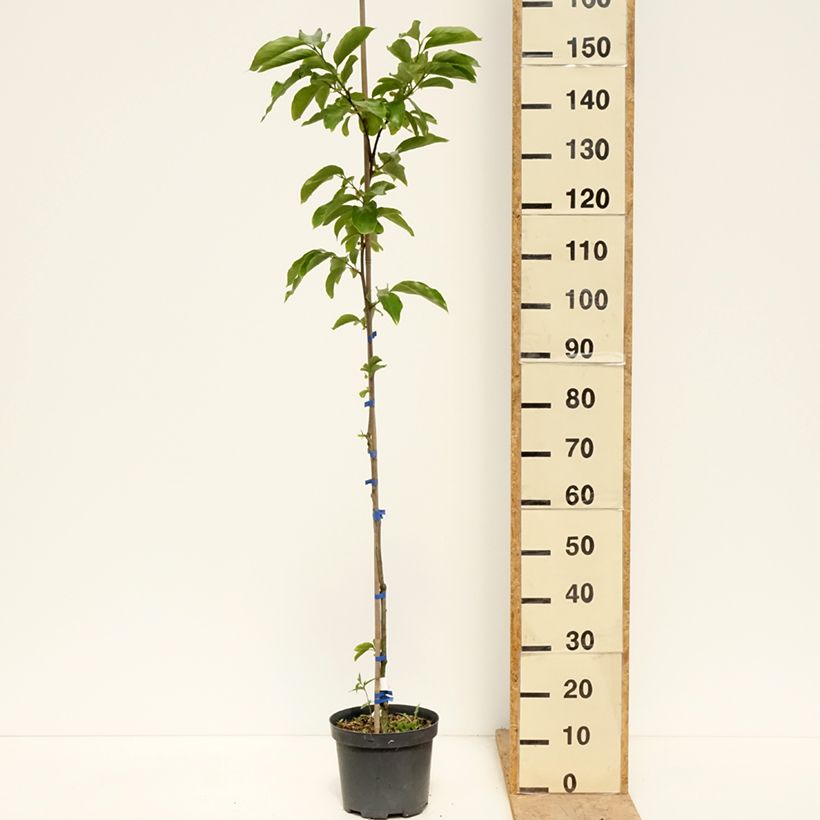 Cachi Budapest Vaso da 4L/5L, Vaso impalcato medio esemplare consegnato in primavera