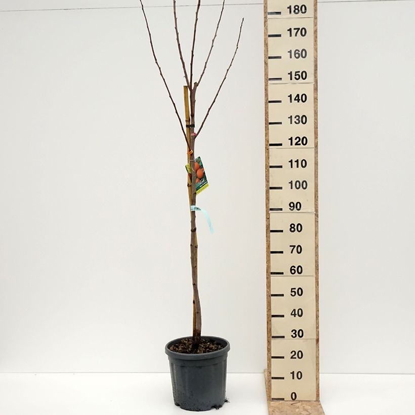 Cachi Rojo Brillante Vaso da 4L/5L, Vaso impalcato medio esemplare consegnato in inverno