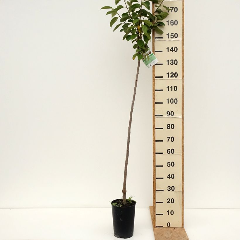 Esemplare di Cachi Rojo Brillante Vaso da 4L/5L, Vaso impalcato medio consegnato in estate