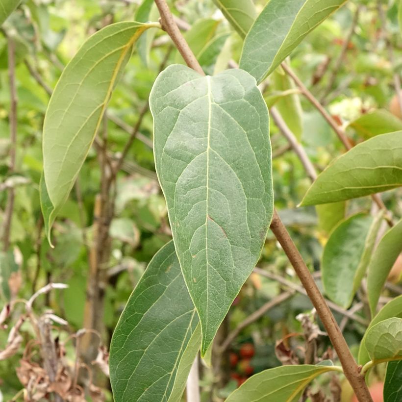 Cachi Sharon (Fogliame)