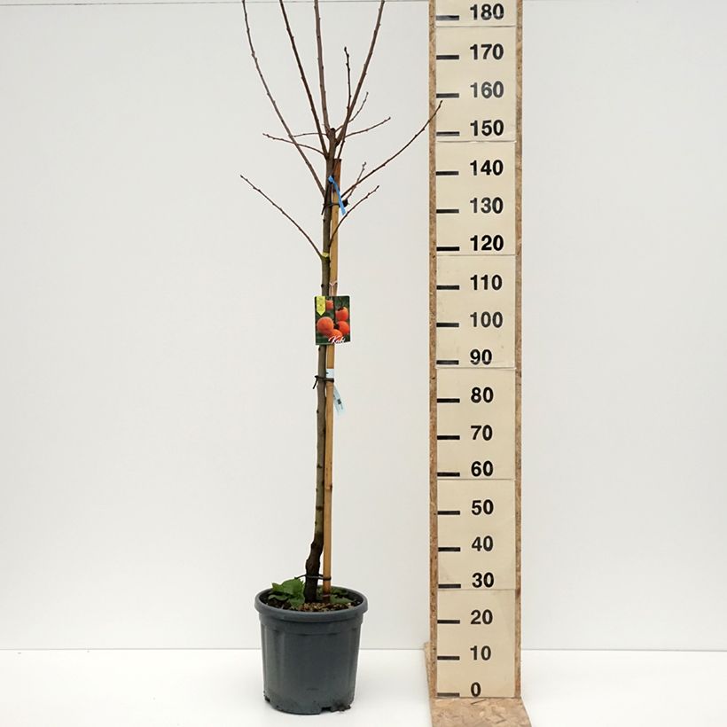 Cachi Tipo Vaso da 12L/15L, Vaso impalcato medio esemplare consegnato in inverno