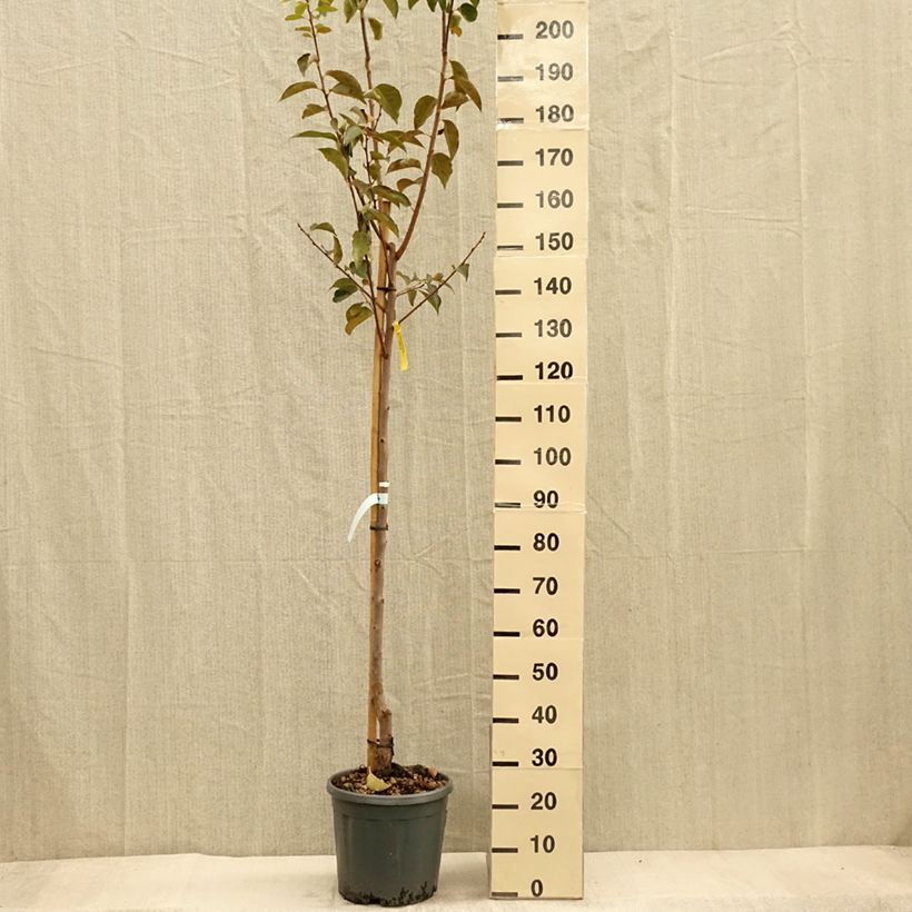 Esemplare di Cachi Vanilila Vaso da 12L/15L, Vaso impalcato medio come consegnato in autunno