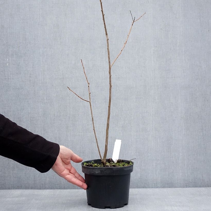 Diospyros lotus - Cachi Vaso da 2L/3L esemplare consegnato in inverno