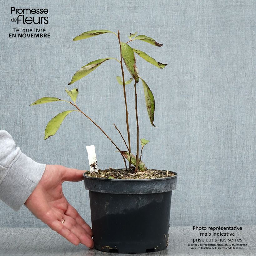Esemplare di Diospyros lotus - Cachi Vaso da 2L/3L come consegnato in autunno