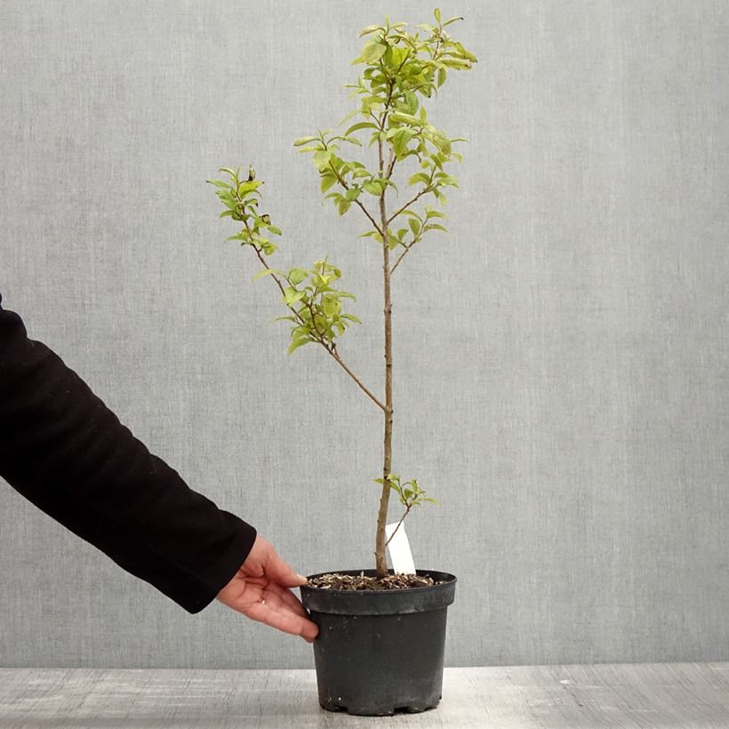 Diospyros lotus - Cachi Vaso da 2L/3L esemplare consegnato in primavera