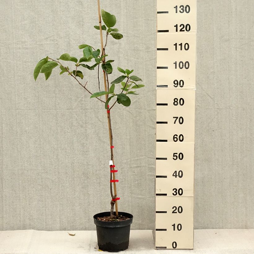 Esemplare di Cachi Nikita’s Gift Vaso da 4L/5L come consegnato in autunno