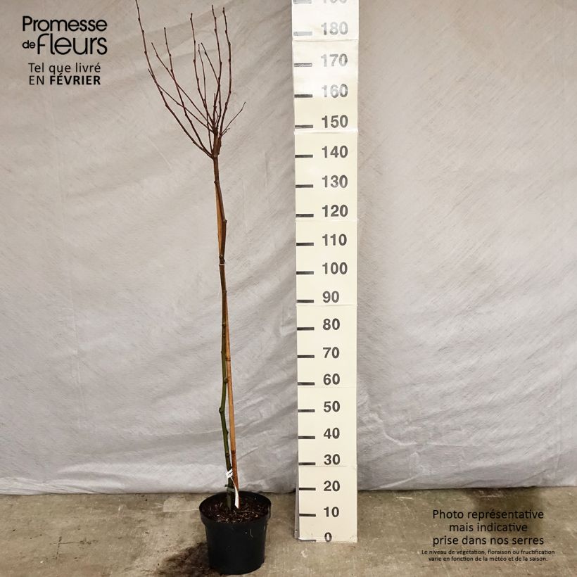 Platanus hispanica Alphen's Globe - Platano Vaso da 7,5L/10L esemplare consegnato in inverno
