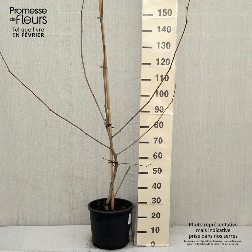 Platanus hispanica - Platano Vaso da 7,5L/10L esemplare consegnato in inverno