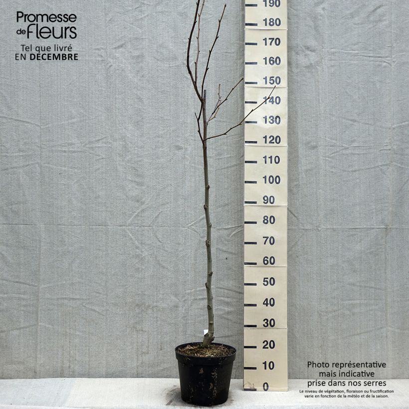 Esemplare di Platanus hispanica - Platano Vaso da 7,5L/10L come consegnato in autunno
