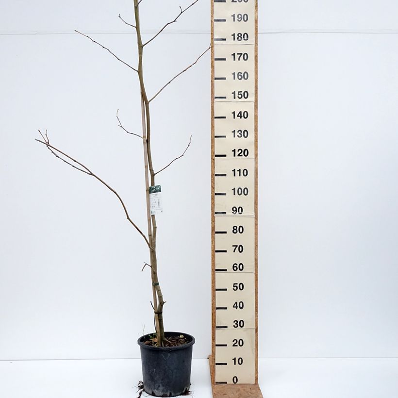 Esemplare di Platanus hispanica - Platano Vaso da 7,5L/10L come consegnato in autunno