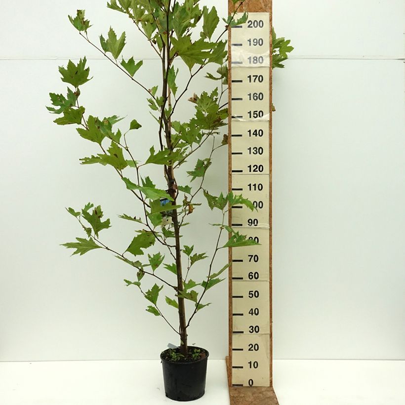 Esemplare di Platanus orientalis - Platano orientale Vaso da 7,5L/10L consegnato in estate